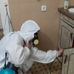 Дезинфекция от муравьев в квартире в Снежногорске